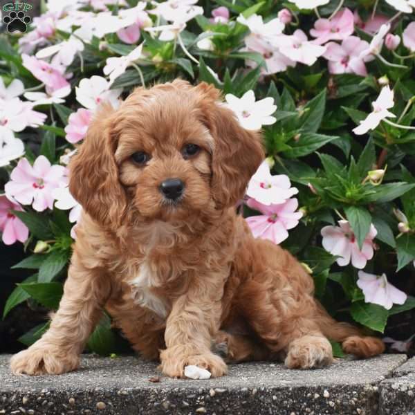 Oliver, Cavapoo Puppy